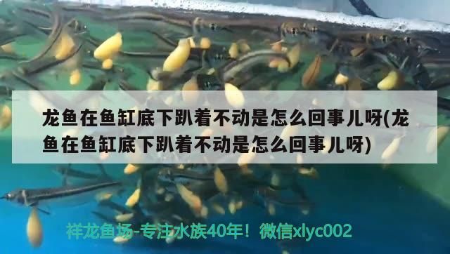 龍魚在魚缸底下趴著不動是怎么回事兒呀(龍魚在魚缸底下趴著不動是怎么回事兒呀) 龍魚在魚缸底下趴著不動是怎么回事兒呀(龍魚在魚缸底下趴著不動是怎么回事兒呀) iwish愛唯希品牌魚缸