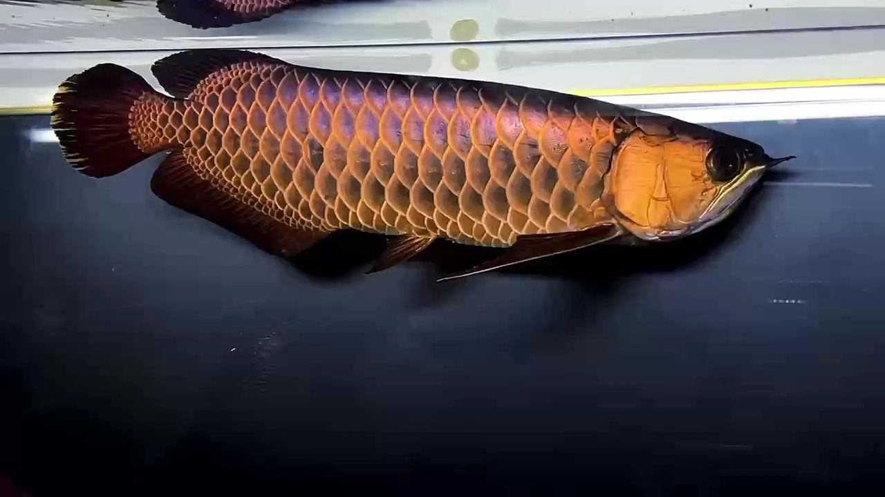 鯊魚嘴50公分