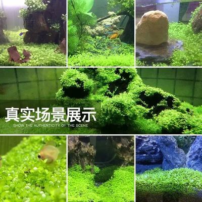 40cm魚缸用多少水草泥：魚缸水草泥的作用是什么 40cm魚缸用多少水草泥：魚缸水草泥的作用是什么 魚缸百科 第2張