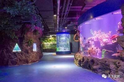 水族館是什么時候建立的(上海海洋水族館是什么時候建立的,水族館是什么時候建立的) 水族館百科(水族館加盟) 第4張 水族館是什么時候建立的(上海海洋水族館是什么時候建立的,水族館是什么時候建立的) 水族館是什么時候建立的(上海海洋水族館是什么時候建立的,水族館是什么時候建立的) 水族館百科(水族館加盟) 第4張