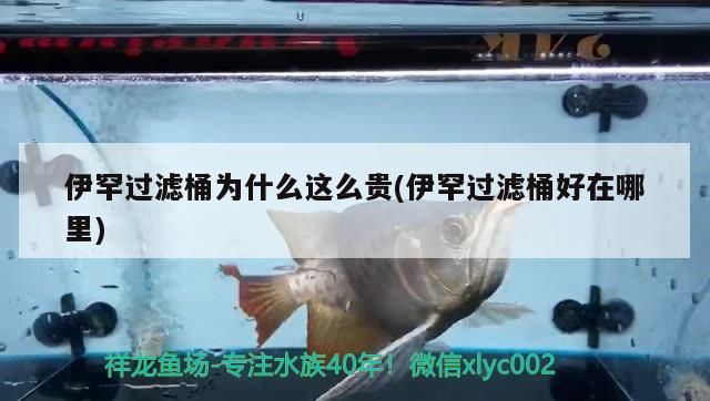 伊罕過(guò)濾桶為什么這么貴(伊罕過(guò)濾桶好在哪里)
