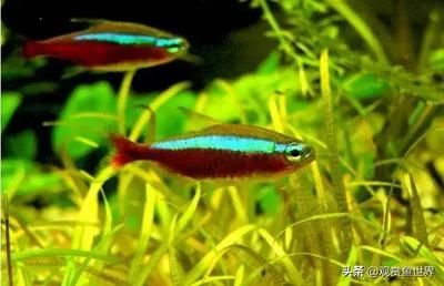 紅色觀賞魚怎么養（紅色觀賞魚的養護）