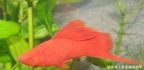 紅色觀賞魚怎么養（紅色觀賞魚的養護）