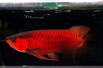 龍魚下鹽的好處