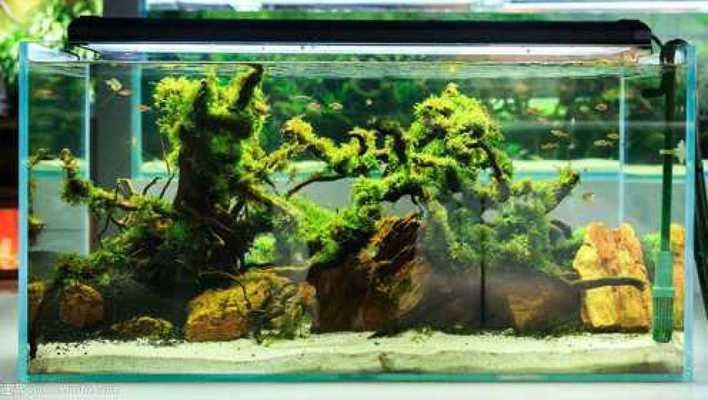 1米高的魚缸怎么造景視頻講解：1米高的魚缸造景視頻素材網(wǎng)1米高的魚缸造景技巧