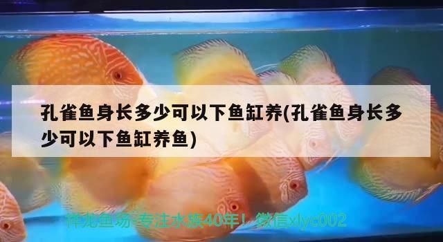 這是元寶鳳凰嘛？