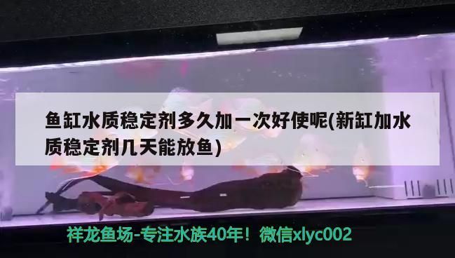 這是元寶鳳凰嘛？ 這是元寶鳳凰嘛？ 元寶鳳凰魚百科 第5張