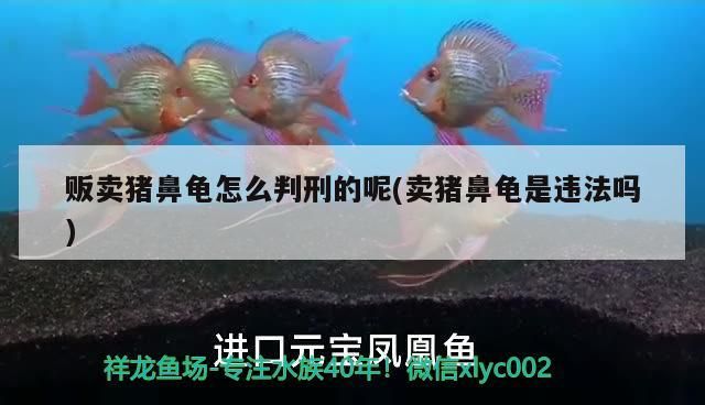 販賣豬鼻龜怎么判刑的呢(賣豬鼻龜是違法嗎) 豬鼻龜百科 第1張 販賣豬鼻龜怎么判刑的呢(賣豬鼻龜是違法嗎) 販賣豬鼻龜怎么判刑的呢(賣豬鼻龜是違法嗎) 豬鼻龜百科 第1張