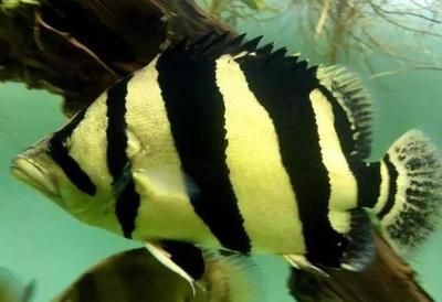 虎魚眼睛鼓起來了：虎魚眼睛鼓起來了怎么辦