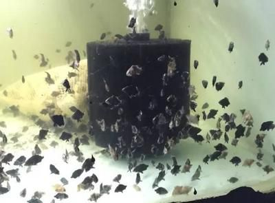 虎魚苗吃什么飼料好：虎魚苗可以喂食活食類飼料、冷凍食物和餌料飼料的優(yōu)點(diǎn)