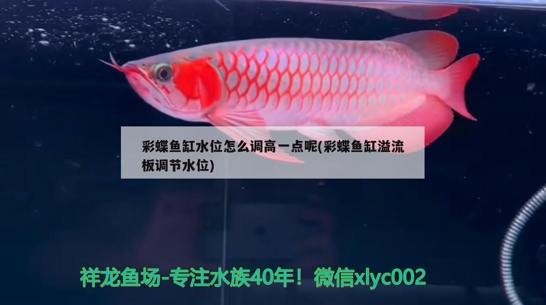 魚缸紫外線殺菌燈使用注意事項(xiàng)有哪些(魚缸可以用紫外線殺菌燈嗎)