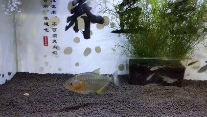 虎魚飼養技巧：虎魚的飼養技術