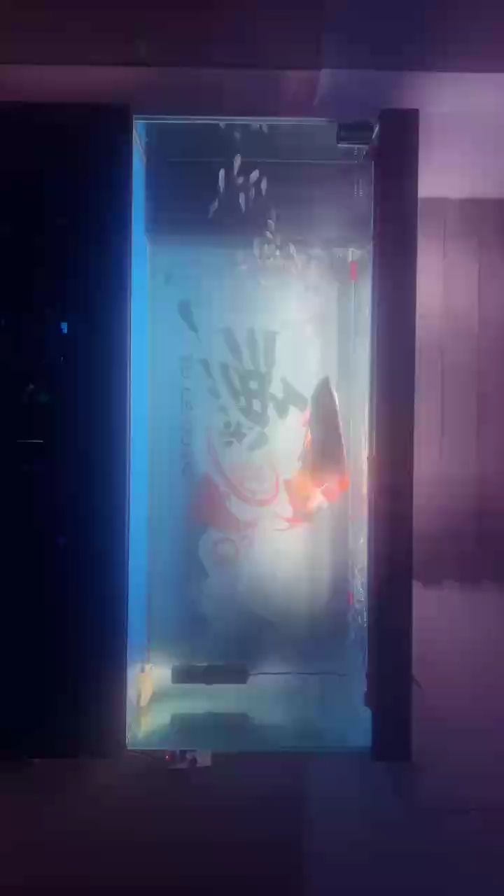 龍魚在交配