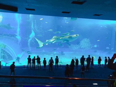 水族館名字（世界著名水族館特色介紹水族館名字及其背后的故事） 水族館名字（世界著名水族館特色介紹水族館名字及其背后的故事） 水族館百科（水族館加盟） 第5張
