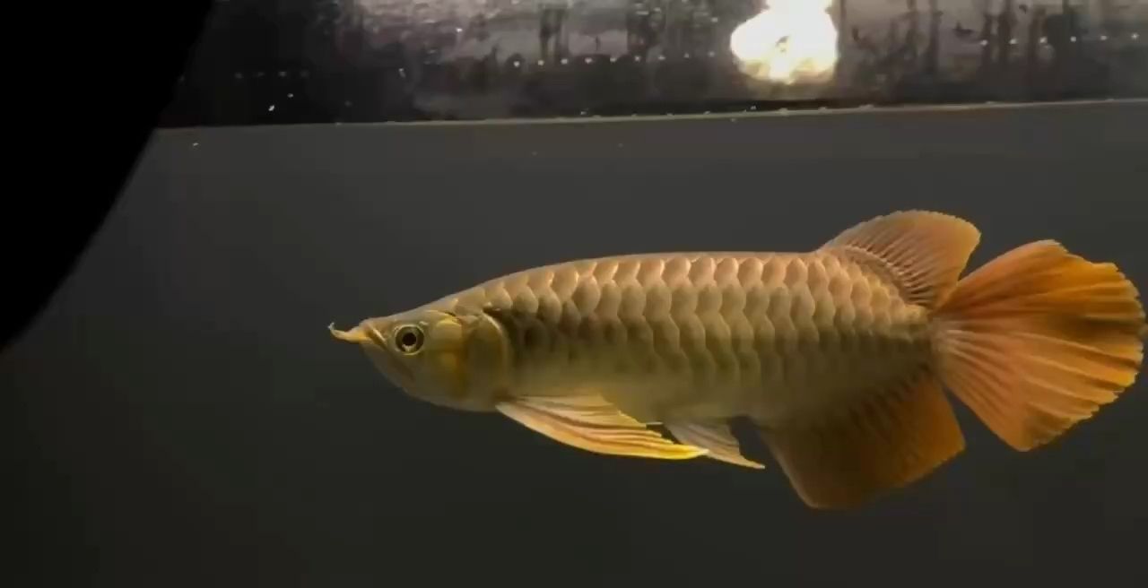 更新加干貨 龍魚論壇 更新加干貨 更新加干貨 龍魚論壇