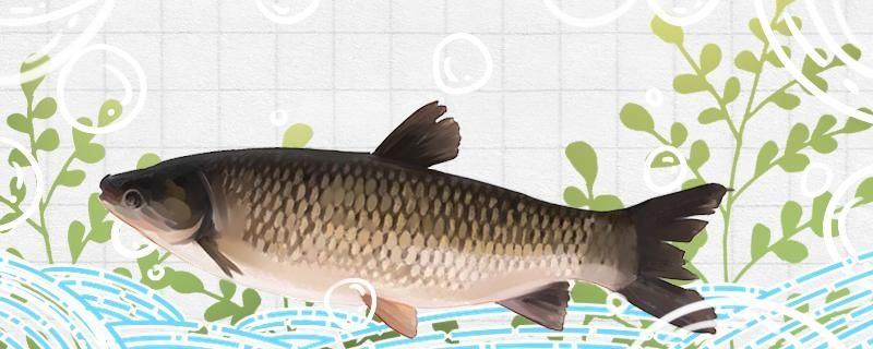 草魚能釣嗎如何釣 草魚能釣嗎如何釣 錦鯉魚百科