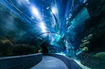 水族館有什么項(xiàng)目可以做（水族館主要項(xiàng)目介紹） 水族館有什么項(xiàng)目可以做（水族館主要項(xiàng)目介紹） 水族館百科（水族館加盟） 第2張