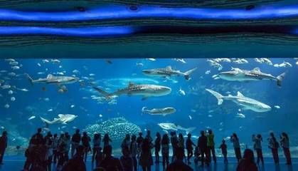 水族館有什么項(xiàng)目可以做（水族館主要項(xiàng)目介紹） 水族館有什么項(xiàng)目可以做（水族館主要項(xiàng)目介紹） 水族館百科（水族館加盟） 第3張