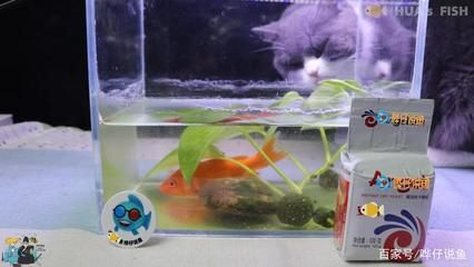 寵物觀賞魚是歸哪個部門主管的呀（寵物觀賞魚的主管部門）