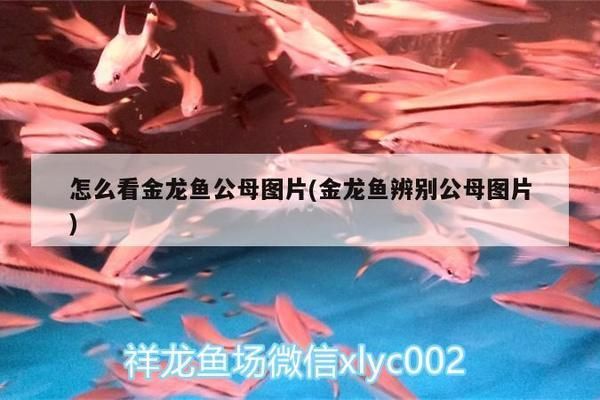 森森小魚缸過濾器哪個好（森森魚缸過濾器怎么樣）