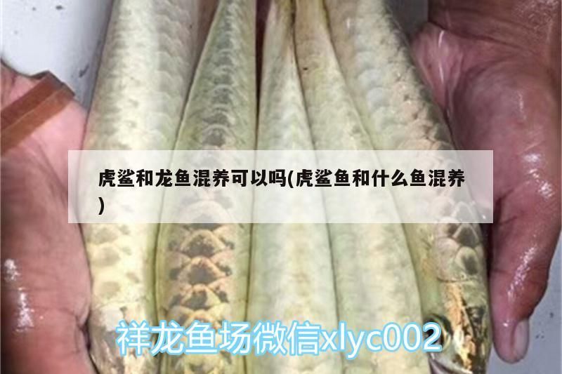 虎鯊和龍魚混養可以嗎(虎鯊魚和什么魚混養) 虎鯊和龍魚混養可以嗎(虎鯊魚和什么魚混養) 錦鯉魚百科