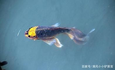60的魚缸可以養幾條錦鯉魚：60厘米的魚缸適合養幾條錦鯉