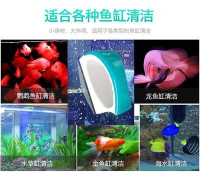 龍魚缸清潔魚缸的方法，如何選擇魚缸清潔工具，龍魚缸清潔后的水質管理