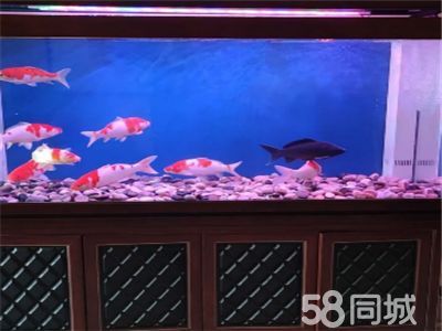 龍魚缸清潔魚缸的方法，如何選擇魚缸清潔工具，龍魚缸清潔后的水質管理