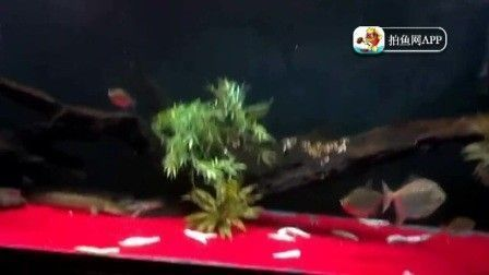 龍魚(yú)的養(yǎng)護(hù)與鑒賞作文400字vs祥龍魚(yú)場(chǎng)：龍魚(yú)的養(yǎng)護(hù)與鑒賞 龍魚(yú)的養(yǎng)護(hù)與鑒賞作文400字vs祥龍魚(yú)場(chǎng)：龍魚(yú)的養(yǎng)護(hù)與鑒賞 vs祥龍魚(yú)場(chǎng) 第1張