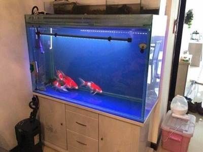 2米高魚(yú)缸：2米高的魚(yú)缸在家居中較為罕見(jiàn)，可能會(huì)讓小孩沒(méi)有安全感