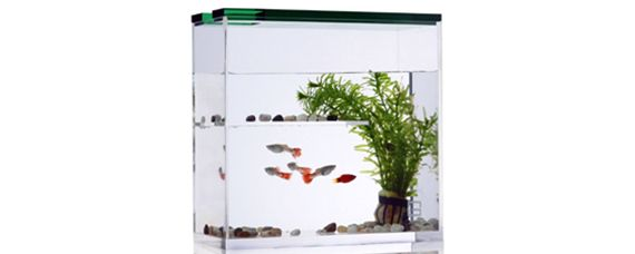 804545的魚缸多少升水：80 804545的魚缸多少升水：80 魚缸百科 第1張
