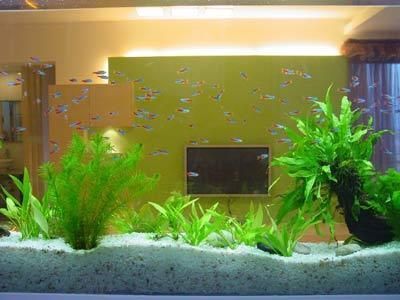 804545的魚缸多少升水：80 804545的魚缸多少升水：80 魚缸百科 第3張