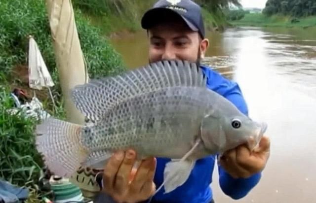 魟魚(yú)不吃食打什么針：魟魚(yú)不吃食怎么辦