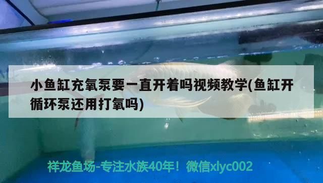 觀賞魚(yú) 小魚(yú)缸充氧泵要一直開(kāi)著嗎視頻教學(xué)(魚(yú)缸開(kāi)循環(huán)泵還用打氧嗎) 元寶鳳凰魚(yú)百科 小魚(yú)缸充氧泵要一直開(kāi)著嗎視頻教學(xué)(魚(yú)缸開(kāi)循環(huán)泵還用打氧嗎) 小魚(yú)缸充氧泵要一直開(kāi)著嗎視頻教學(xué)(魚(yú)缸開(kāi)循環(huán)泵還用打氧嗎) 元寶鳳凰魚(yú)百科