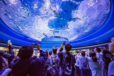 開個水族館的艱難生活視頻：關于開個水族館的艱難生活 開個水族館的艱難生活視頻：關于開個水族館的艱難生活 水族館百科（水族館加盟） 第5張