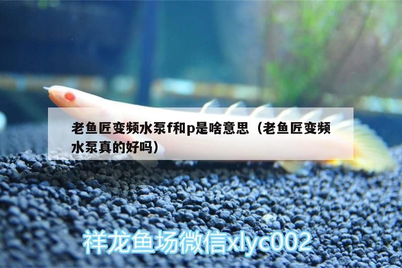 老魚匠變頻水泵f和p是啥意思（老魚匠變頻水泵真的好嗎） 老魚匠變頻水泵f和p是啥意思（老魚匠變頻水泵真的好嗎） 老魚匠