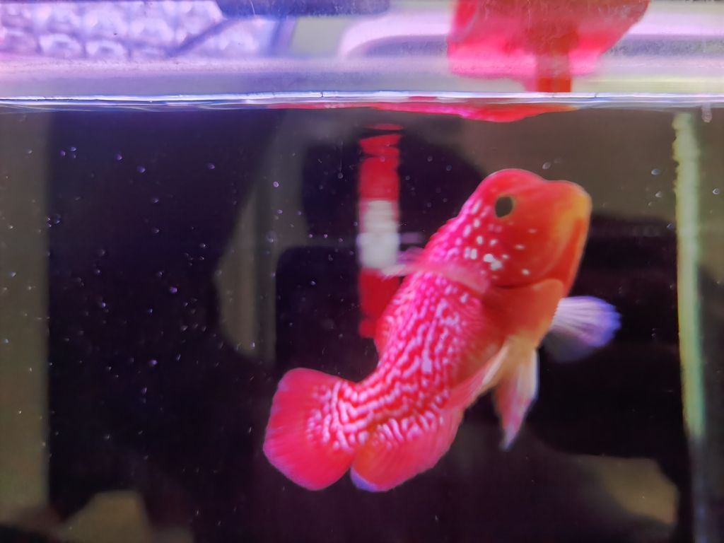 蛇紋古典火鳳