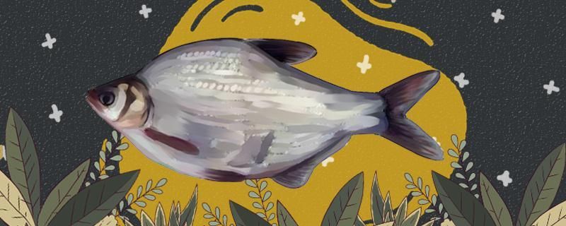 鳊魚和鯽魚一樣嗎有什么區別