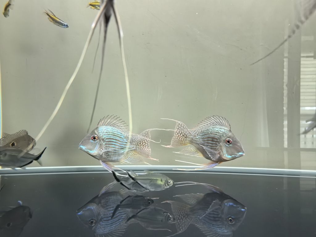 新到家的元寶鳳凰