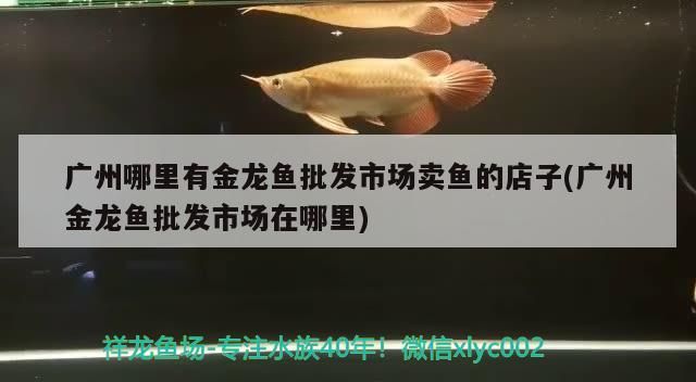 魚缸里老是生水藻，應該如何防止？，\u005cr\u005cr\u005cr\u005cr\u005