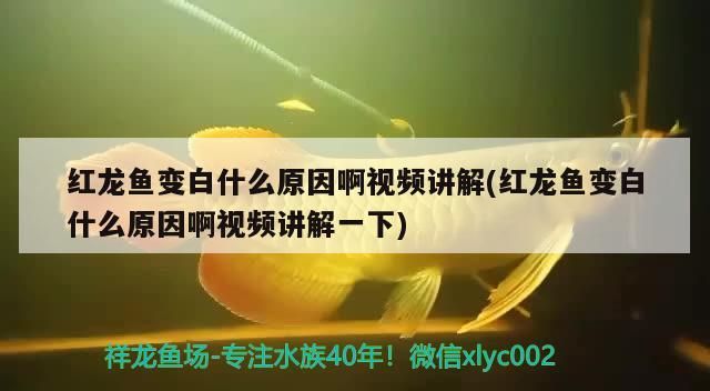 魚缸里老是生水藻，應該如何防止？，\u005cr\u005cr\u005cr\u005cr\u005