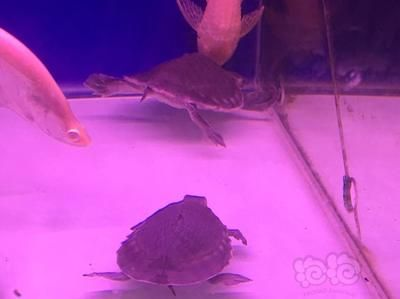 豬鼻龜難不難養活：豬鼻龜怎么養好豬鼻龜好養活嗎怎么養豬鼻龜好養活嗎
