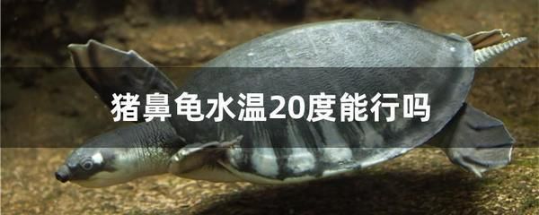 豬鼻龜難不難養活：豬鼻龜怎么養好豬鼻龜好養活嗎怎么養豬鼻龜好養活嗎