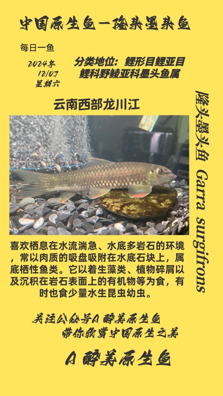 隆頭墨頭魚(yú)