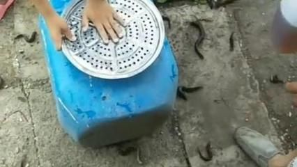 龍魚吃的泥鰍怎么處理vs祥龍魚場：龍魚吃的泥鰍怎么處理 龍魚吃的泥鰍怎么處理vs祥龍魚場：龍魚吃的泥鰍怎么處理 vs祥龍魚場 第2張
