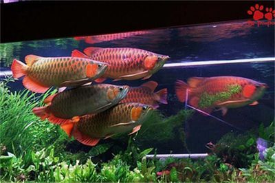 龍魚吃的泥鰍怎么處理vs祥龍魚場：龍魚吃的泥鰍怎么處理 龍魚吃的泥鰍怎么處理vs祥龍魚場：龍魚吃的泥鰍怎么處理 vs祥龍魚場 第5張