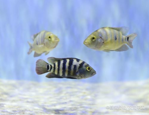 1米魚缸怎么換水的：1米魚缸換水方法 1米魚缸怎么換水的：1米魚缸換水方法 魚缸百科 第2張