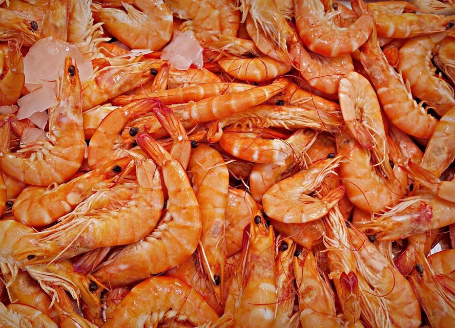 藍曼龍魚和什么魚混養好看又好養（藍曼龍魚和什么魚混養好看又好養活）