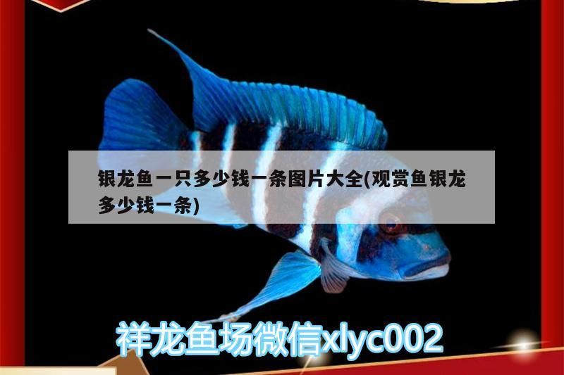 銀龍魚一只多少錢一條圖片大全(觀賞魚銀龍多少錢一條) 銀龍魚百科 第3張 銀龍魚一只多少錢一條圖片大全(觀賞魚銀龍多少錢一條) 銀龍魚一只多少錢一條圖片大全(觀賞魚銀龍多少錢一條) 銀龍魚百科 第3張