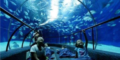 成都水族館門票：成都水族館游客評價匯總成都水族館優惠活動查詢 成都水族館門票：成都水族館游客評價匯總成都水族館優惠活動查詢 水族館百科（水族館加盟） 第5張
